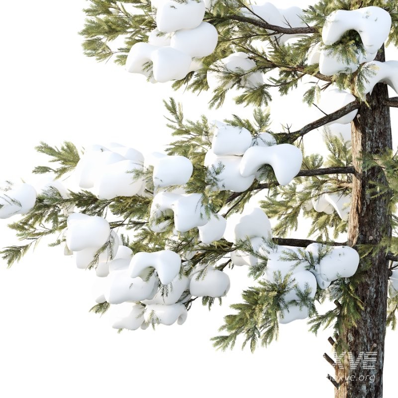 Douglas Fir Winter Tree 01 - Image 2