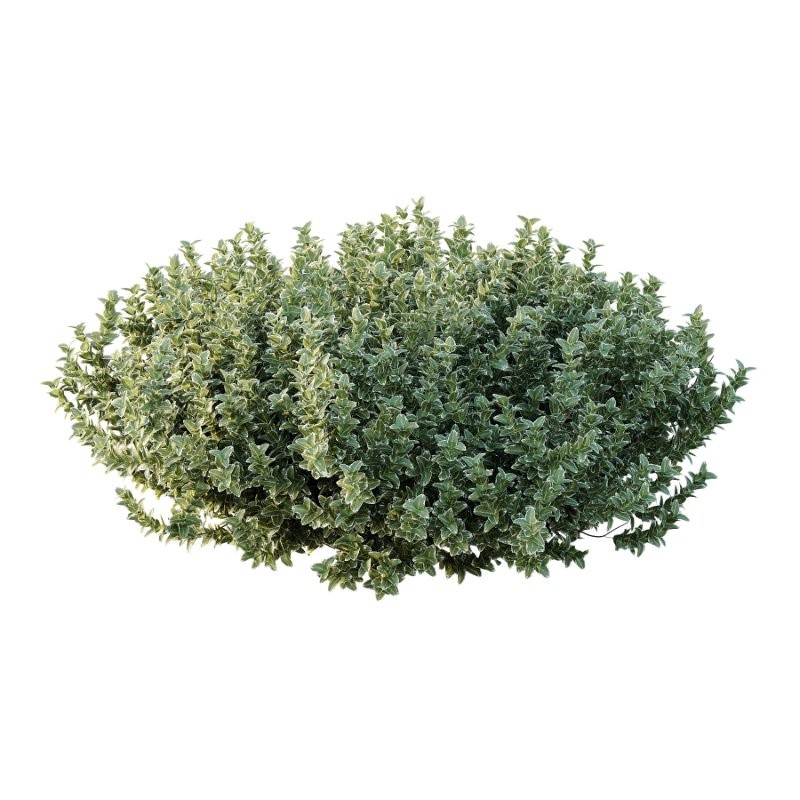 Diffrent Bush 02 Pinus Mugo Frutices Fortescue Euonymus - Image 3