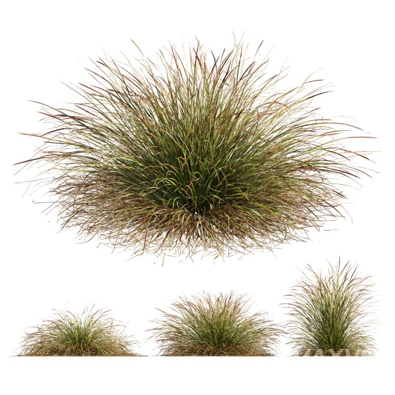 ntal grass set. Featuring the iconic Calamagrostis Acutiflora ‘Karl Foerster’—known for its tall, upright plumes—and the soft, arching forms of Stipa Arundinacea (Anemanthele Lessoniana), this collection captures the subtle beauty and dynamic movement of real-world meadow vegetation. - Image 8