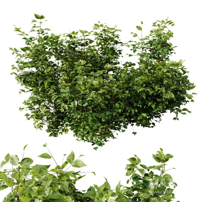 AV Spring bushes Myrtle White Flower and Cotinus coggygria - Image 1