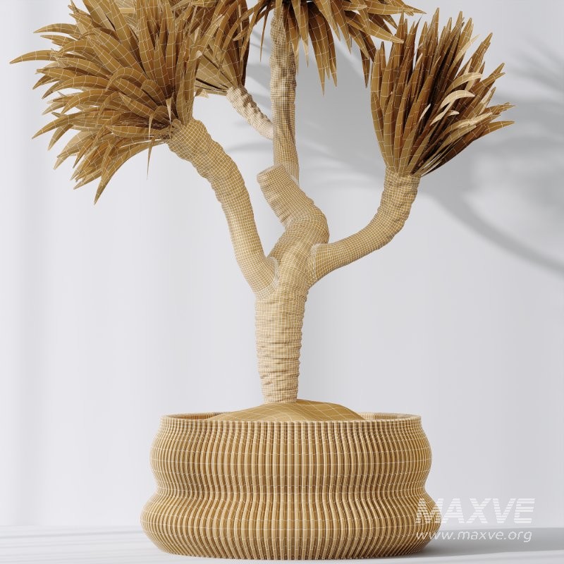 AV Indoor Plants Set 416 Olive tree and Areca Palm and Yucca Elephantipes and Ravenala Banana - Image 8