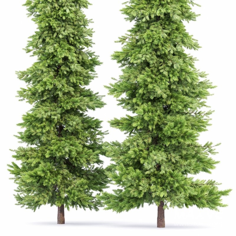 AV Spruce and Mediterranean Cypress 3Trees - Image 5