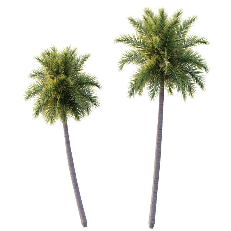 Roystonea Regia Tree 09 - Image 1