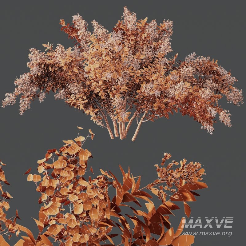 AV Spring bushes Myrtle White Flower and Cotinus coggygria - Image 9