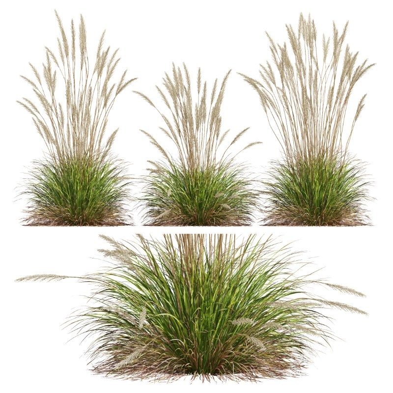 ntal grass set. Featuring the iconic Calamagrostis Acutiflora ‘Karl Foerster’—known for its tall, upright plumes—and the soft, arching forms of Stipa Arundinacea (Anemanthele Lessoniana), this collection captures the subtle beauty and dynamic movement of real-world meadow vegetation. - Image 3