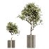 AV Indoor Plants Set 430 Eucalyptus Olive Banana Yucca Palm - Thumbnail 6