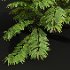 AV Angiopteris Fokiensis Fern Forest and Rhapis Excelsa - Thumbnail 8