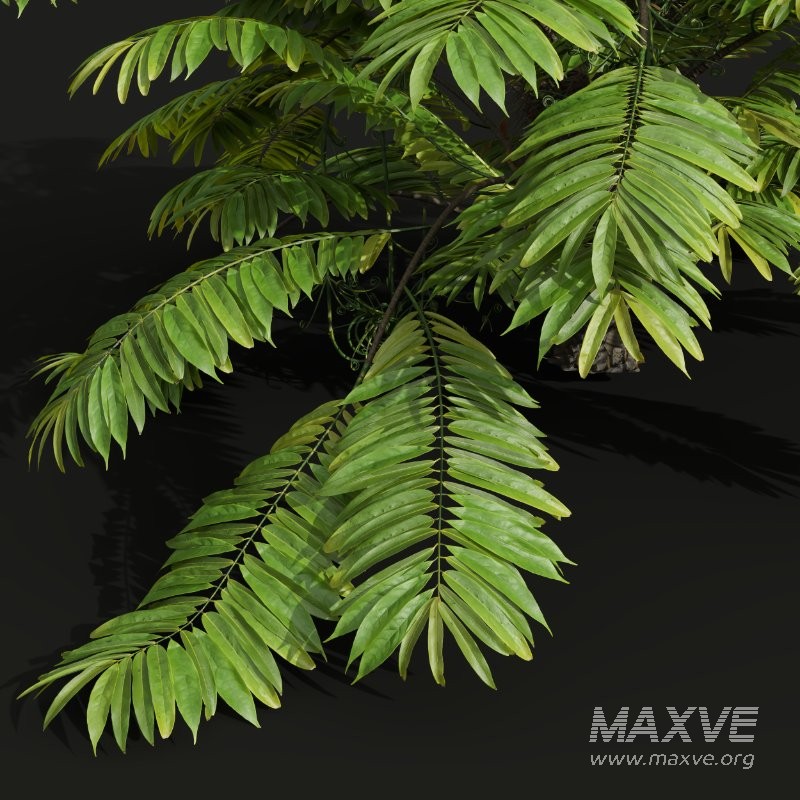 AV Angiopteris Fokiensis Fern Forest and Rhapis Excelsa - Image 8