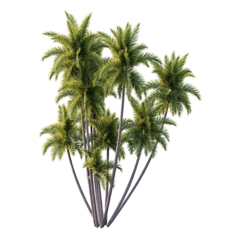 Roystonea Regia Tree 08 - Image 1