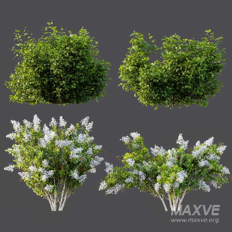 AV Spring bushes Myrtle White Flower and Cotinus coggygria - Image 7