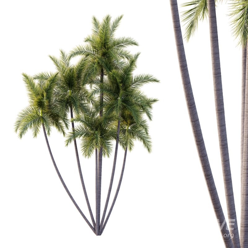 Roystonea Regia Tree 10 - Image 1