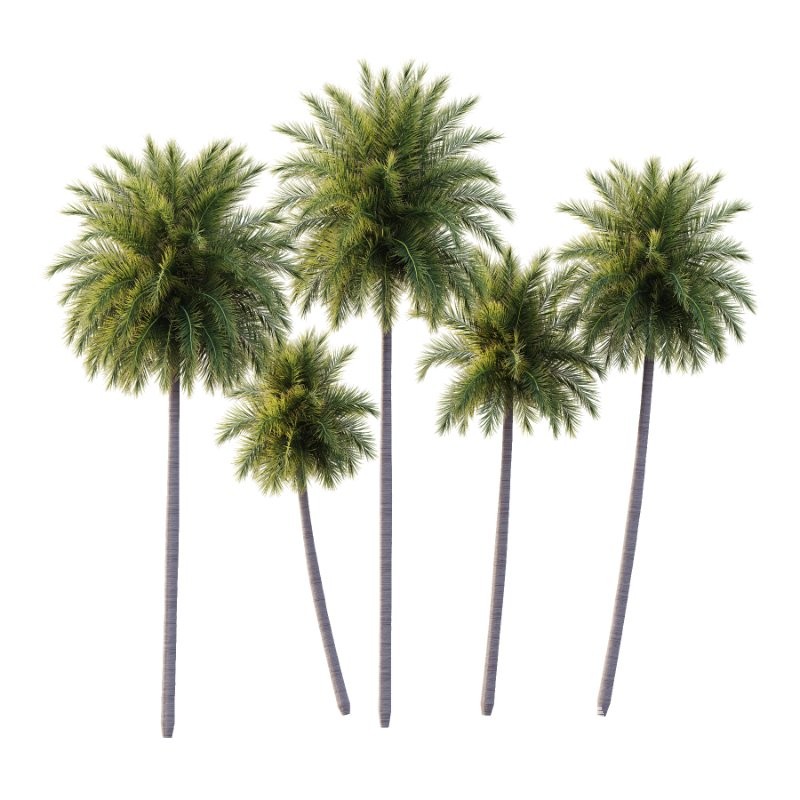 Roystonea Regia Tree 09 - Image 4