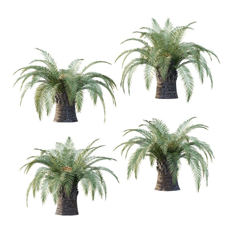 Sago Palm Tree 01 - Image 1