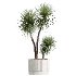AV Indoor Plants Set 424 Yucca Palm and Elegant Monstera and Olive Tree and Euphorbia Drupifera - Thumbnail 5