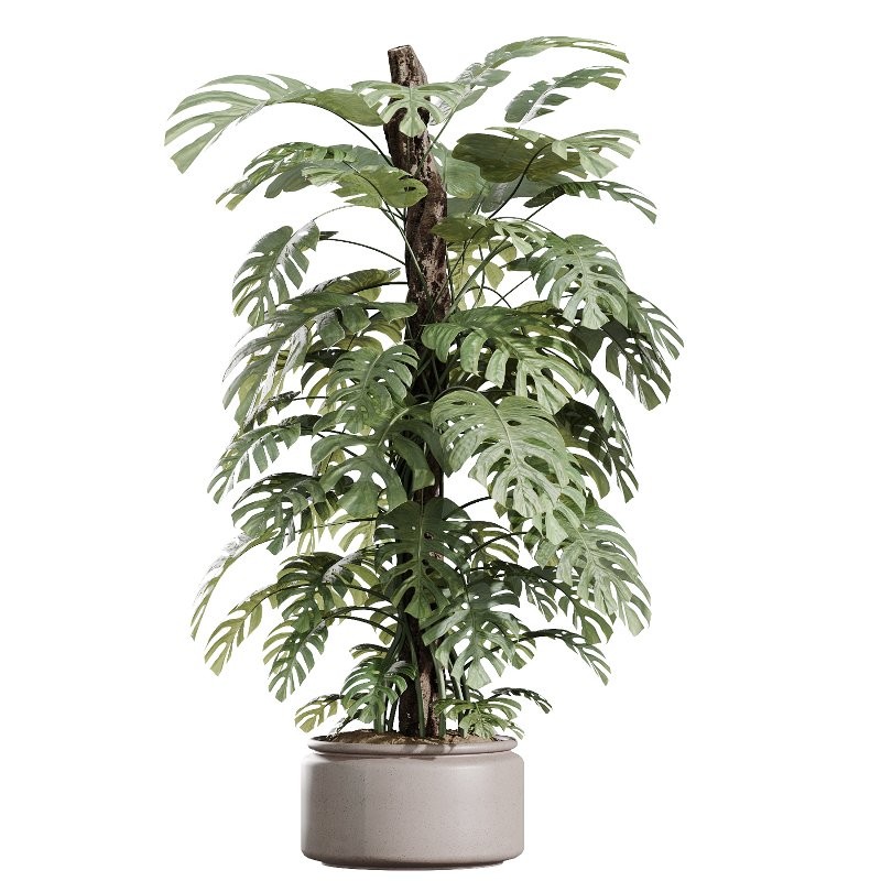 AV Indoor Plants Set 424 Yucca Palm and Elegant Monstera and Olive Tree and Euphorbia Drupifera - Image 2