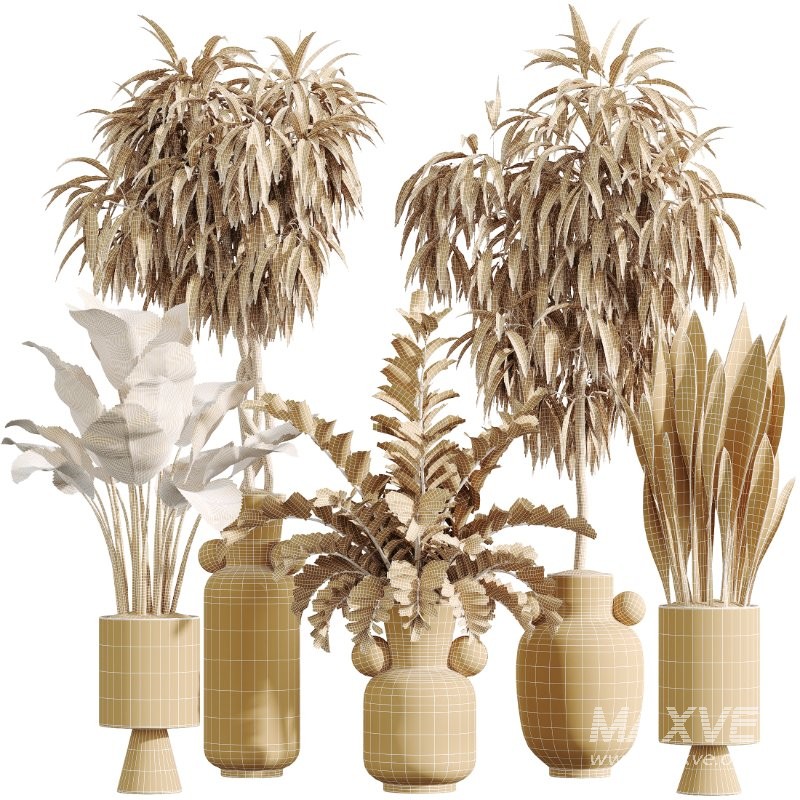 AV Indoor Plants Set 422 Ficus Binnendijkii and Zamiifolia and Green Sansevieria and ParadiseBird - Image 6