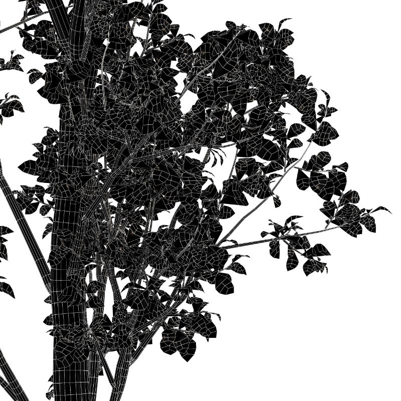 AV Metasequoia glyptostroboides and Birch 3 trees - Image 8