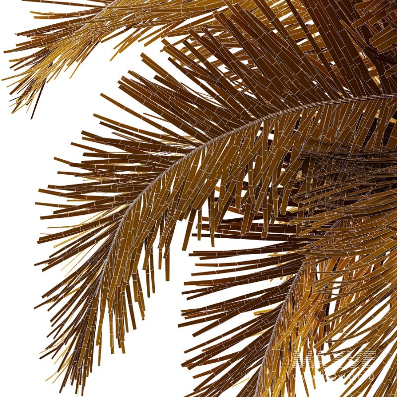 Roystonea Regia Tree 08 - Image 4