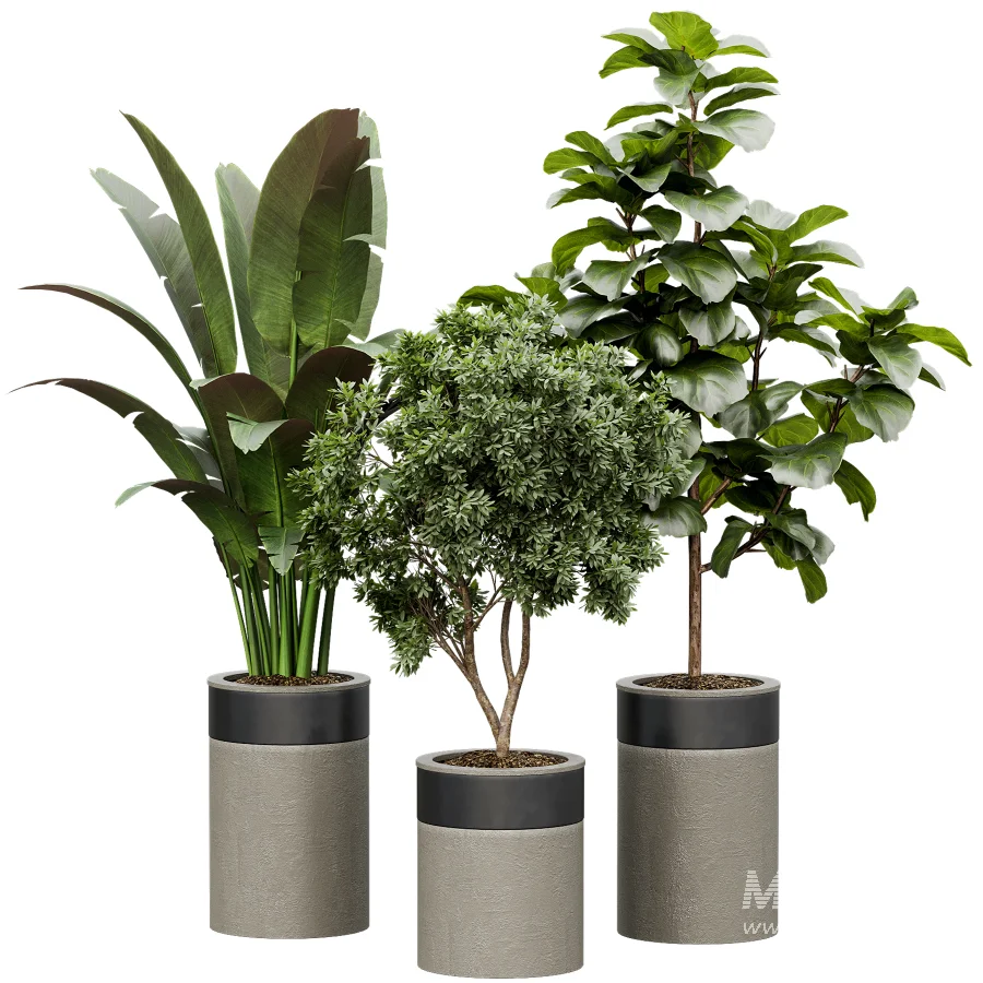 Indoor Plant 30 - Image 2