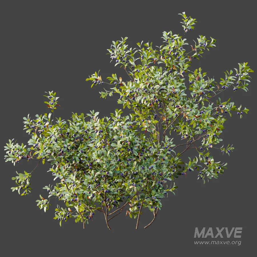AV Plant Bush Bilberry Vaccinium Myrtillus Fruit - Image 3