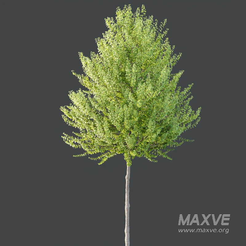 AV Acer X freemanii Freeman Maple Sapindaceae Autumn Blaze - Image 4