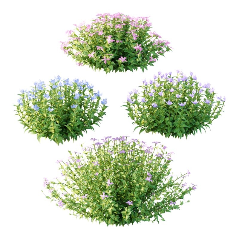 Vinca Minor Plant 02 - Image 5