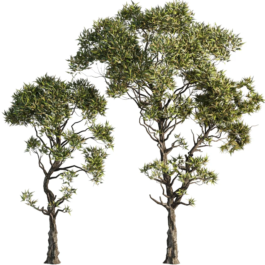 Tree Set39-Urban tree - Image 1