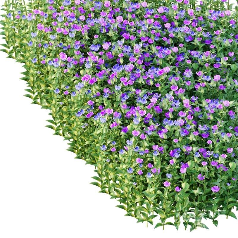 Vinca Minor Plant 03 - Image 4