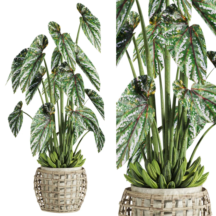 potted plant - Image 3