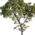 Tree Set43 - Thumbnail 3