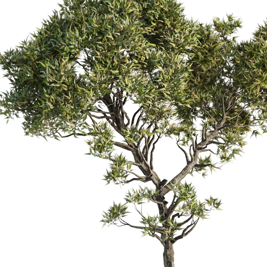 Tree Set43 - Image 3