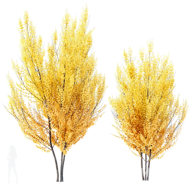 AV Acer X freemanii Freeman Maple Sapindaceae 01 - Image 2