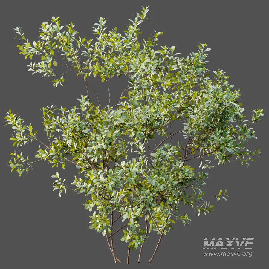 AV Plant Bush Bilberry Vaccinium Myrtillus - Image 3