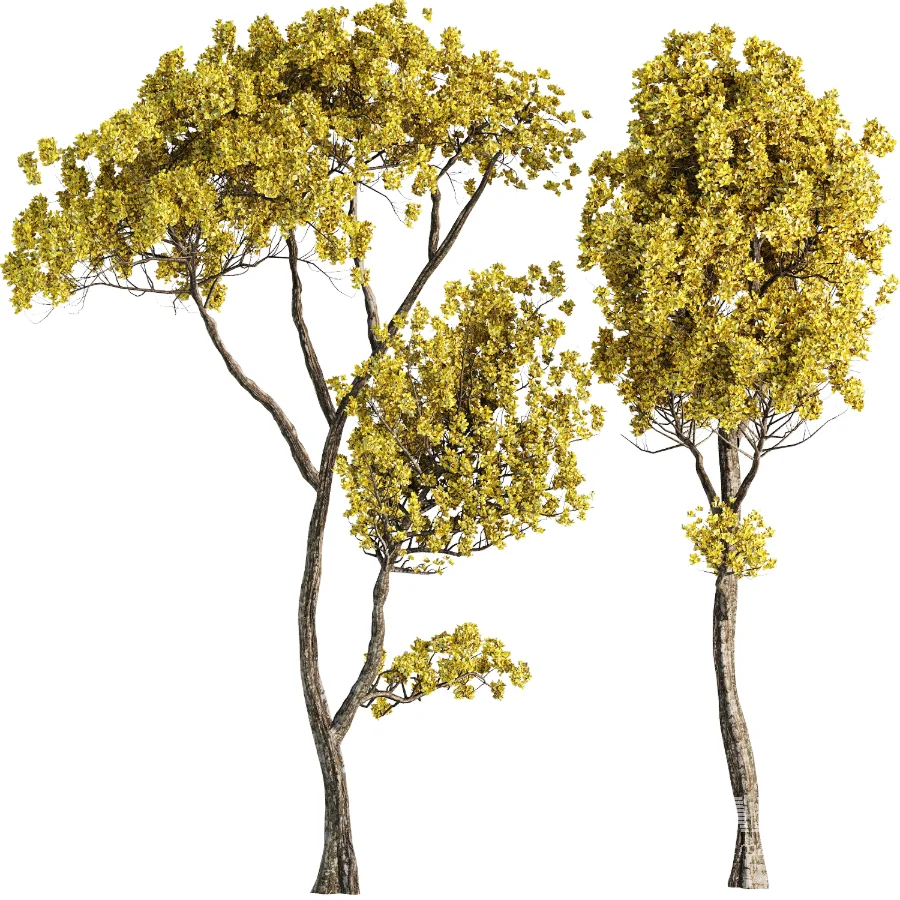 Tree set45 - Image 1