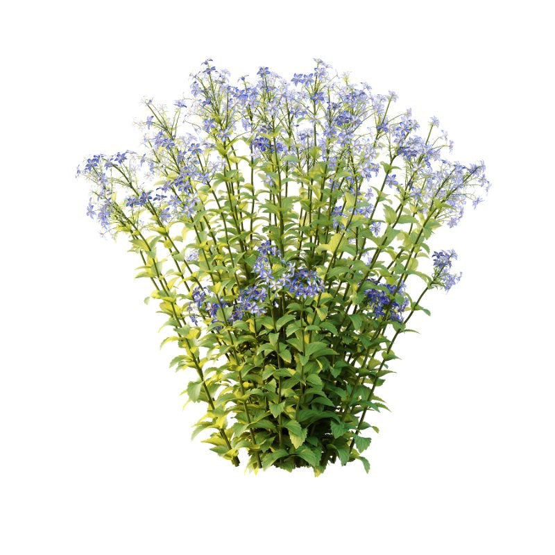 Borago officinalis Plants 02 - Image 3