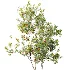 AV Plant Bush Bilberry Vaccinium Myrtillus Flower - Thumbnail 2
