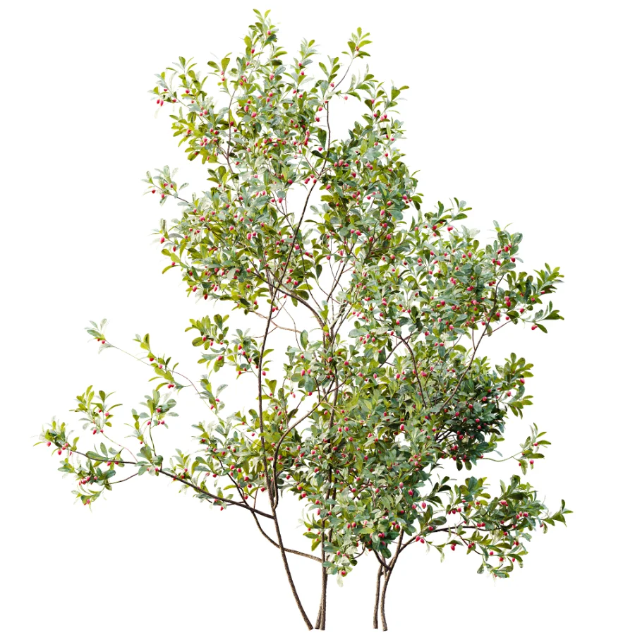 AV Plant Bush Bilberry Vaccinium Myrtillus Flower - Image 2