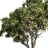 Tree Set46 - Thumbnail 3