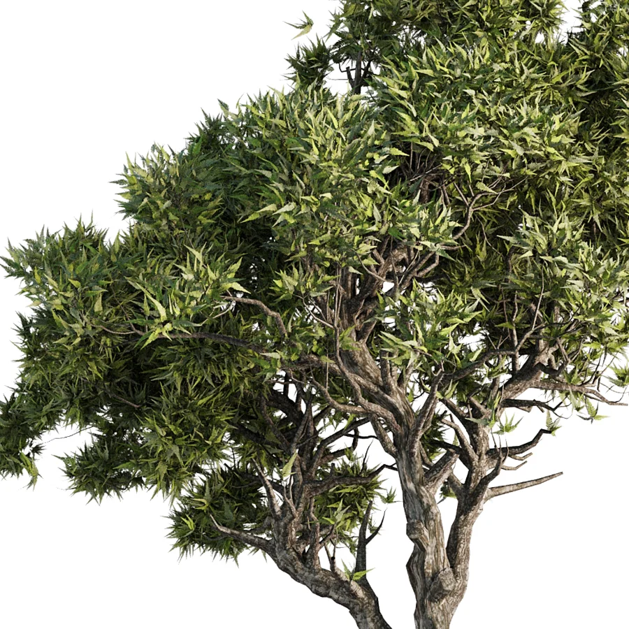 Tree Set46 - Image 3