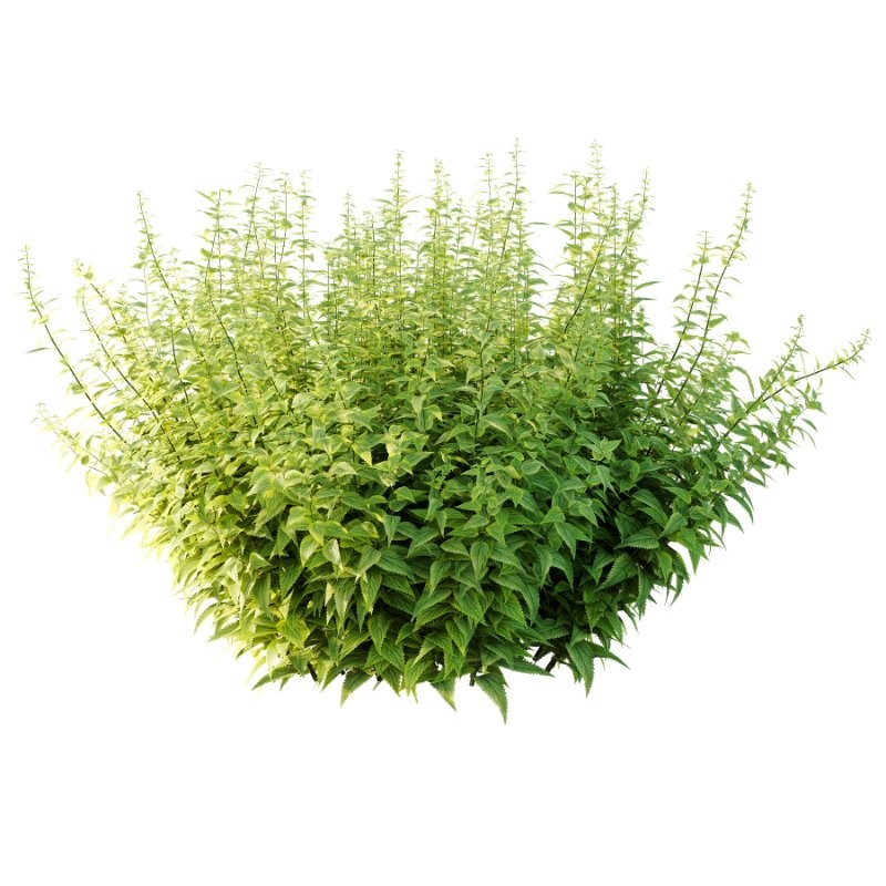 Common Nettle Urtica dioica Plant 03 - Image 2