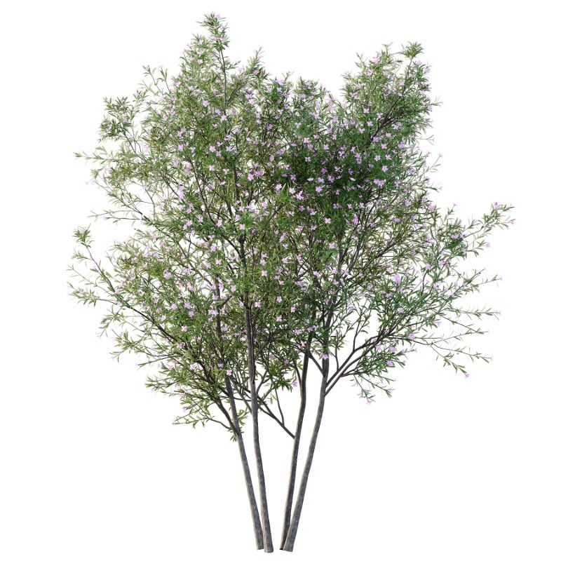 nerium oleander pink tree 01 - Image 4