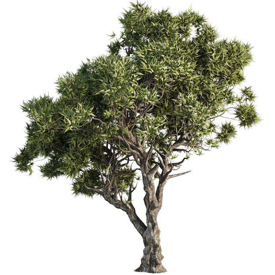 Tree Set46 - Image 1