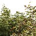 AV Cornus sanguinea and Montra Olive Bush - Thumbnail 4
