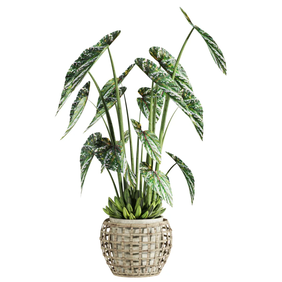 potted plant - Image 2