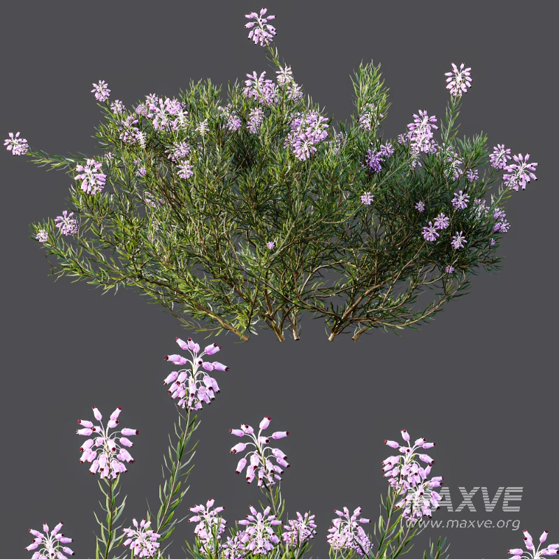 AV Nerium Oleander Laurier Kaner Rose Pink and Wild Erica Multiflora Bruyere Fiche - Image 7