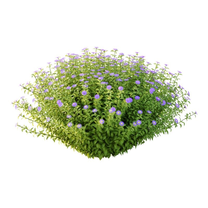 Aster tataricus tatarian aster Plants 02 - Image 1