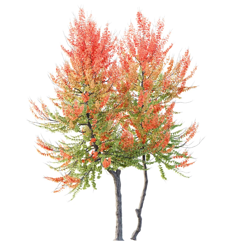 AV Acer X freemanii Freeman Maple Sapindaceae - Image 1