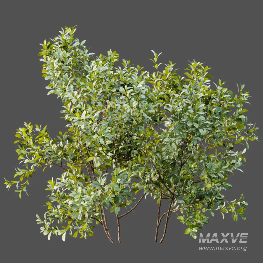 AV Plant Bush Bilberry Vaccinium Myrtillus - Image 4
