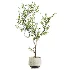 potted tree plant - Thumbnail 1
