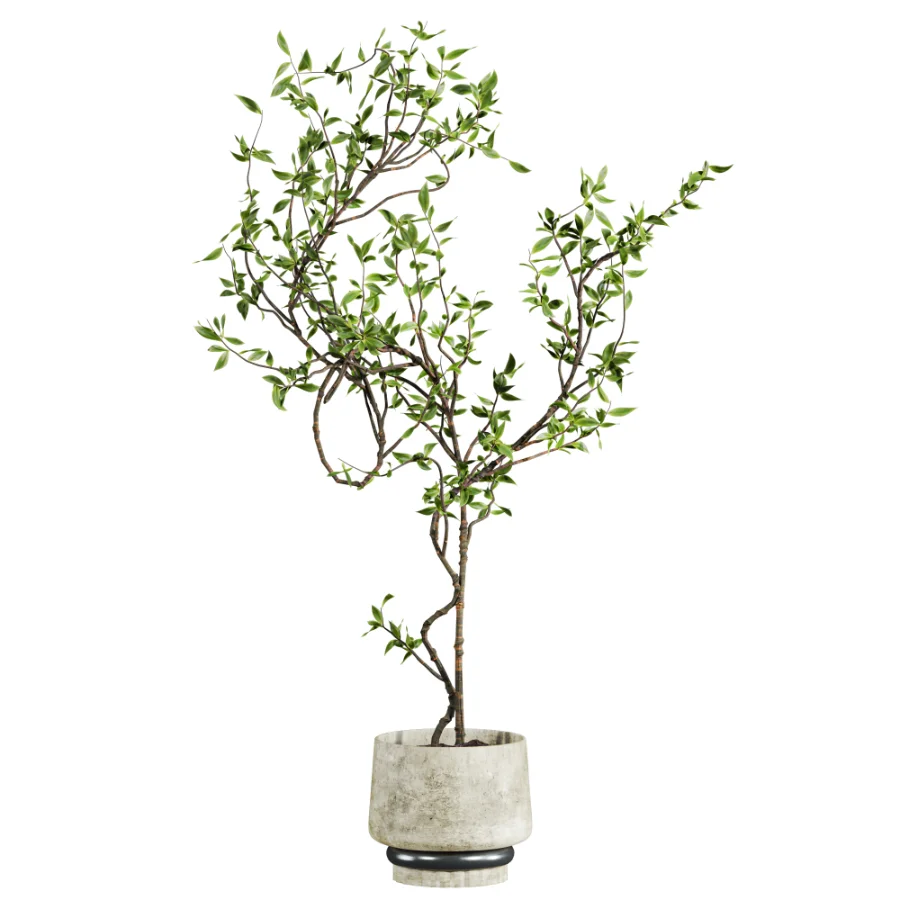 potted tree plant - Image 1